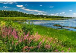  Vászonfestmény Lovely Fireweed Field, 80x50cm, vászon360, Többszínű (tabloucanvas360/50x80cm)