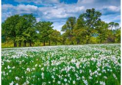 Alipson Puzzle 50063 - Clearing in Bloom - 500 db-os puzzle (50063)