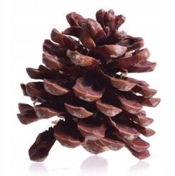 Dalia-RP Toboz Fenyő hatalmas Dekoráció Nádak Kompozíciók Fehérített (szyszka natura dekor)