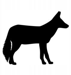  Autós matrica róka