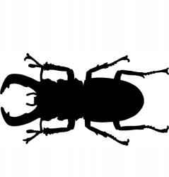  Autós matrica bogár rovar 6b 15cm x 8cm