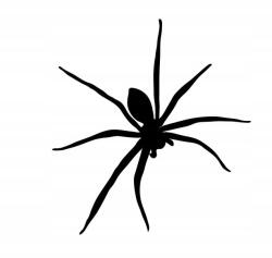  Autós matrica pók felülről