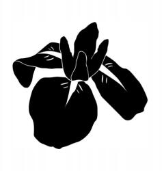  Autós matrica egzotikus virágok