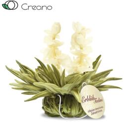 Creano Jázmin mennyország csésze méretű virágzó fehér teagolyó