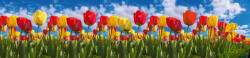 Dimex SPRING TULIP FIELD öntapadós konyhai poszter, 260x60 cm (KI-260-131)