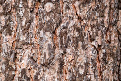 Dimex Vlies Fotótapéta - Pine bark - 375x250 cm (MS-5-2345)