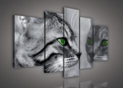 Consalnet Vászonkép, 5 darabos, Kiscica zöld szemmel 170x100 cm méretben (C5-181S4A)