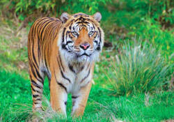 Sverus Fotótapéta Sumatran Tiger , 312 x 219 cm (SV-10522635-312X219CM)