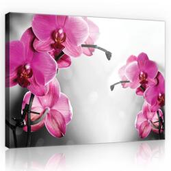 Consalnet Orchideák, vászonkép, 60x40 cm méretben (C5-10155O4)