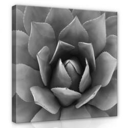Consalnet Kőrózsa, vászonkép 80x80 cm méretben (C5-12684O2)