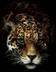 Consalnet Tigris poszter, fotótapéta, Vlies (350 x 250 cm) (C1-10148VX7)