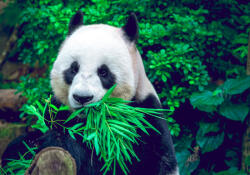 Sverus Fotótapéta Giant Panda, 400 x 260 cm (SV-40164589WM-400X260CM)