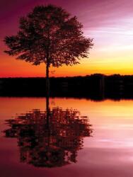 Consalnet Tree poszter, fotótapéta, Vlies (184x254 cm, álló) (C1-8-007V4A)