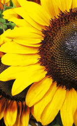 Dimex SUNFLOWERS fotótapéta, poszter, vlies alapanyag, 150x250 cm (MS-2-0130)