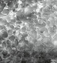 Dimex Almafa fotótapéta, poszter, vlies alapanyag, 225x250 cm (MS-3-0355)