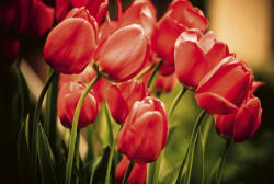 Dimex RED TULIPS fotótapéta, poszter, vlies alapanyag, 375x250 cm (MS-5-0128)