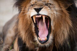 Dimex Vlies Fotótapéta - Angry roaring lion - 375x250 cm (MS-5-0568)