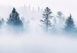 Consalnet Misztikus ködös fenyves poszter, fotótapéta, Vlies (100 x 75 cm) (C1-15574VX2)