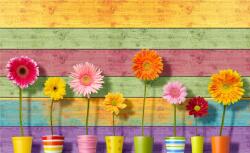 Consalnet Virágok poszter, fotótapéta, Vlies (368 x 254 cm) (C1-3710V8)