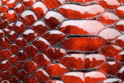 Dimex Vlies Fotótapéta - Red snake skin - 375x250 cm (MS-5-2587)
