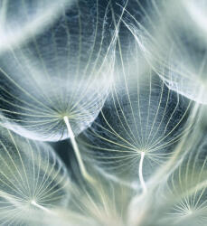 Dimex DANDELION MACRO fotótapéta, poszter, vlies alapanyag, 225x250 cm (MS-3-0123)