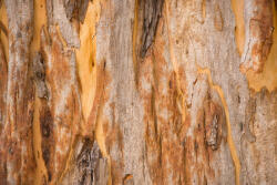 Dimex Vlies Fotótapéta - Pattern of tree eucalyptus - 375x250 cm (MS-5-2347)