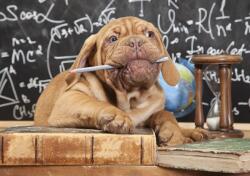 Consalnet Kutya poszter, fotótapéta, Vlies (100 x 75 cm) (C1-10430VX2)