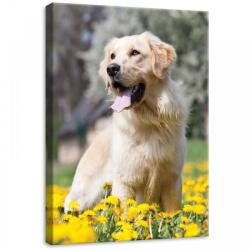 Consalnet Kutya, vászonkép, 50x70 cm méretben (C5-11376O7)