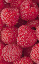 Dimex RASPBERRY fotótapéta, poszter, vlies alapanyag, 150x250 cm (MS-2-0242)