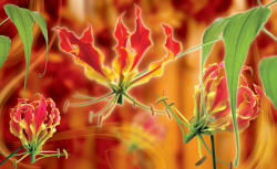 Consalnet Red lilies poszter, fotótapéta (208 x 146 cm) (C1-1371VEXL)