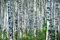 Dimex Vlies Fotótapéta - Summer day in birch grove - 375x250 cm (MS-5-1889)