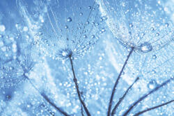 Dimex Vlies Fotótapéta - Macro of dandelion - 375x250 cm (MS-5-1324)