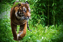 Dimex Vlies Fotótapéta - Hunting Tiger - 375x250 cm (MS-5-0601)