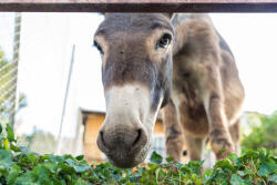 Dimex Vlies Fotótapéta - Donkey looking at camera - 375x250 cm (MS-5-0443)