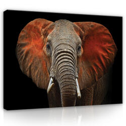 Consalnet Vászonkép, Elefánt, 60x40 cm méretben (C5-11752O4)