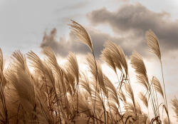 Consalnet Susogó nád poszter, fotótapéta, Vlies (208 x 146 cm) (C1-14597VEXL)