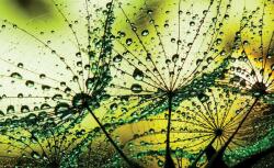 Consalnet Zöldben poszter, fotótapéta Vlies (152, 5 x 104 cm) (C1-1009VEL)