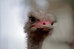 Dimex Vlies Fotótapéta - The ostrich - 375x250 cm (MS-5-0411)