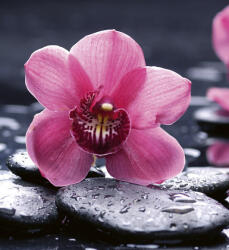 Dimex ORCHID fotótapéta, poszter, vlies alapanyag, 225x250 cm (MS-3-0120)