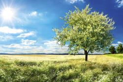 Dimex BLOSSOM TREE fotótapéta, poszter, vlies alapanyag, 375x250 cm (MS-5-0096)