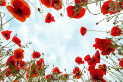 Dimex Vlies Fotótapéta - Poppies - 375x250 cm (MS-5-1320)