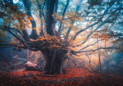 Sverus Fotótapéta Old Magical Tree, 416 x 254 cm (SV-131234203WM-416X254CM)