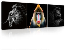 Consalnet Vászonkép 3 darabos, Majmok és oroszlán, 3 db 25x25 cm méret (C5-12764S13)
