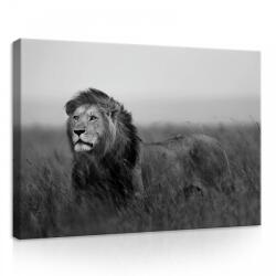 Consalnet Oroszlán, vászonkép, 70x50 cm méretben (C5-11760O7)