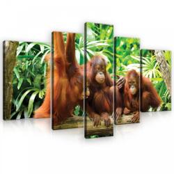 Consalnet Vászonkép, 5 darabos, Majmok 170x100 cm méretben (C5-10230S4A)
