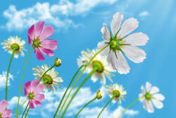 Dimex Vlies Fotótapéta - Blooming sky - 375x250 cm (MS-5-1344)