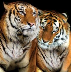 Consalnet Tigrisek poszter, fotótapéta, Vlies (184x254 cm, álló) (C1-10173V4A)