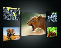 Consalnet Vászonkép, 5 darabos Állatok variálható elrendezésben (C5-2668S14)