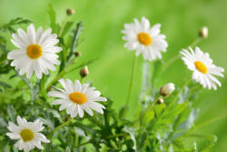 Dimex Vlies Fotótapéta - Small pink blossoms - 375x250 cm (MS-5-1387)