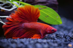 Dimex Vlies Fotótapéta - Red half moon Siamese - 375x250 cm (MS-5-0520)